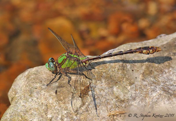 Ophiogomphus acuminatus, male